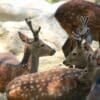 a group of deer laying down next to each other