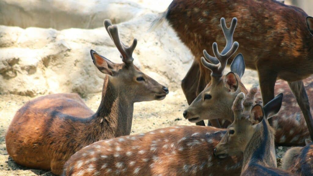 a group of deer laying down next to each other