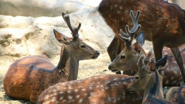 a group of deer laying down next to each other